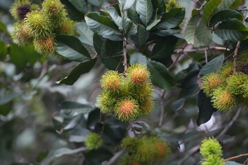 Young green rambutans hanging in clusters on the tree, surrounded by lush foliage a vivid scene of tropical abundance in fruiting season