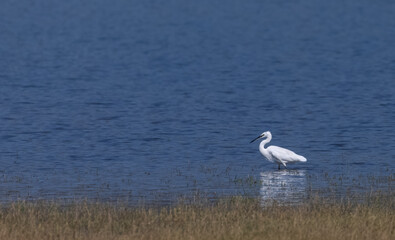 Intermediate egret (Ardea intermedia) bird  in forest.