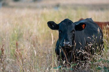 sustainable agricultural management on a farm with cattle storing carbon, Angus, wagyu and murray...
