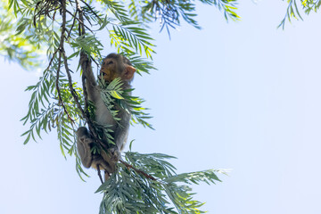 Obraz premium Cute baby monkey perching on tree branch in the indian forest. 