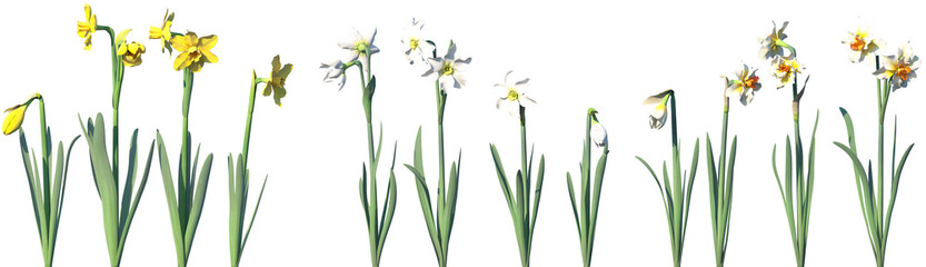 Fototapeta premium Set of Narcissus (common names including daffodil, plural narcissi, jonquil) flowering frontal isolated png on a transparent background perfectly cutout high resolution