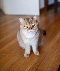 Funny cute red striped Scottish fold cat sits on the couch