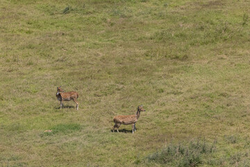 Spotted deer in the forest.