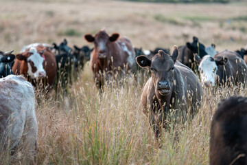sustainable agricultural management on a farm with cattle storing carbon, Angus, wagyu and murray...