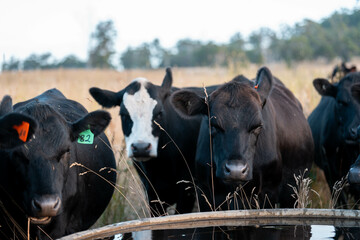Beef Angus and Wagyu cows grazing in a field in a dry summer. Cow Herd on a farm practicing...