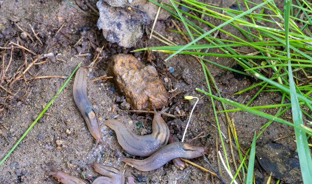 Threeband gardenslug- Lehmannia-Slug is not actually an insect, which is a type of arthropod, but the common name for mollusks from the gastropoda class, whose shells are vestigial or absent.