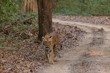 Female tigress  (Panthera tigris) at jungle with natural green background of forest.