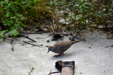 javanesse turtledove alias burung perkutut