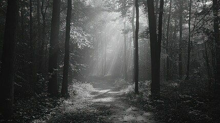 Naklejka premium Misty forest path