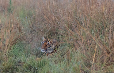 Male tiger  (Panthera tigris) at jungle with natural green background of forest.