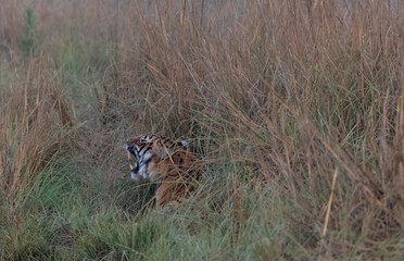 Male tiger  (Panthera tigris) at jungle with natural green background of forest.