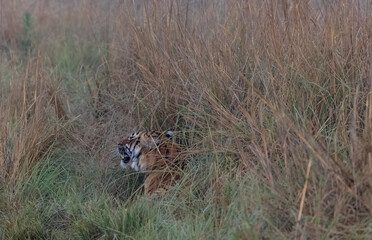 Male tiger  (Panthera tigris) at jungle with natural green background of forest.