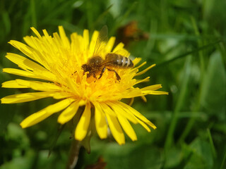 honeybee on leaf flower garden