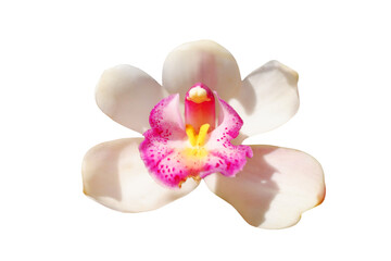 A Single blooming wild white orchid flower
