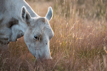 Beef Angus and Wagyu cows grazing in a field in a dry summer. Cow Herd on a farm practicing regenerative agriculture on a farming landscape. Fat Cattle at dusk