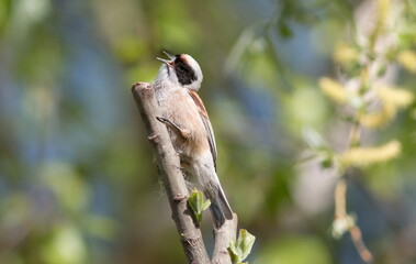 great tit on a branch