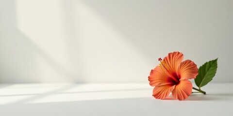 A single coral hibiscus blossom rests on a pristine white surface, bathed in soft, diffused sunlight, creating a serene and minimalist floral scene.