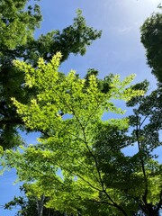 午前中の日差しを浴びて輝く楓。