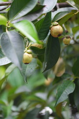 A young mangosteen fruit hanging on the tree, surrounded by dark green leaves capturing the early stages of tropical fruit development