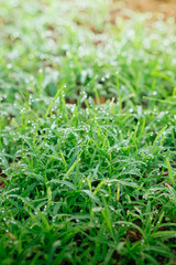 Background of grass field in the morning with fog and soft light.
