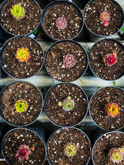 collection of colorful succulents in pots close-up, top view. natural plant background