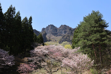 妙義山の桜