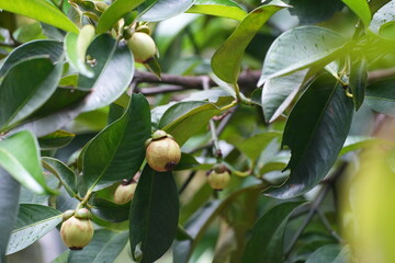 A young mangosteen fruit hanging on the tree, surrounded by dark green leaves capturing the early stages of tropical fruit development