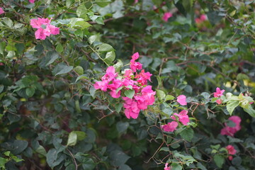 Vibrant pink bougainvillea blossoms bloom beautifully among lush green foliage