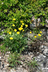 Doronic plantain,.Doronicum plantagineum