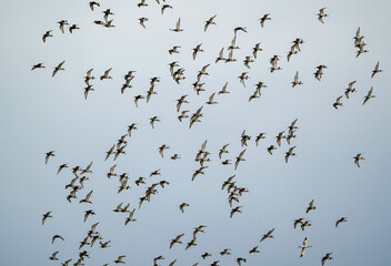 Barge à queue noire,.Limosa limosa, Black tailed Godwit
