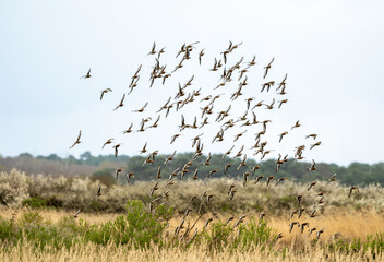 Barge à queue noire,.Limosa limosa, Black tailed Godwit