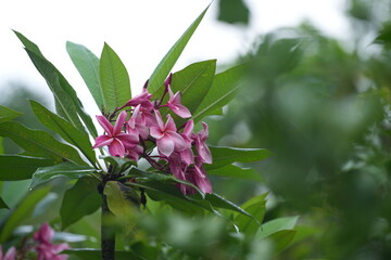 Pink plumeria blossoms blooming among lush green leaves after a tropical rain evoking freshness and tranquility in the garden
