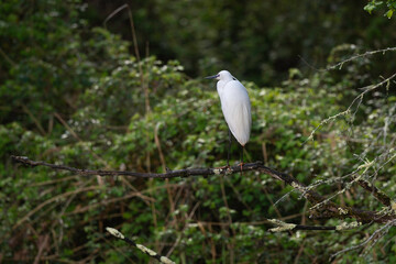 Aigrette garzette, .Egretta garzetta, Little Egret,