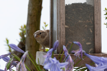 Mangeoire, Moineau domestique, .Passer domesticus, House Sparrow