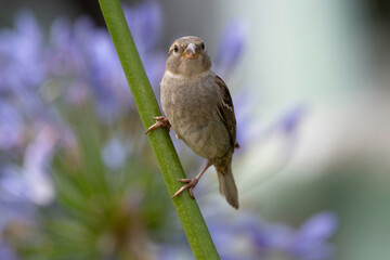 Moineau domestique, .Passer domesticus, House Sparrow