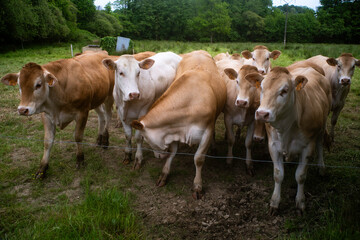 Vache Blonde d'Aquitaine, champ, prairie