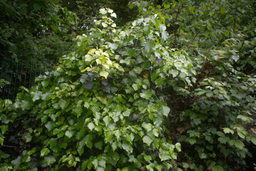 Hedera helix , Lierre commun