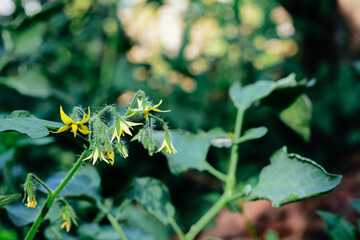 Yellow cherry tomato flower in garden, close up. Cherry tomato flowers, closeup macro.