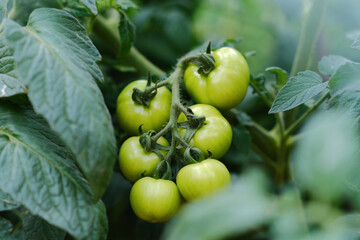 Green tomatoes ripen on a branch of a bush in the summer garden. Food security, environmental...