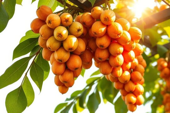 Momordica Fruits on Trellis - Powered by Adobe