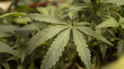Closeup Detailed Cannabis Plant Leaves Green Foliage