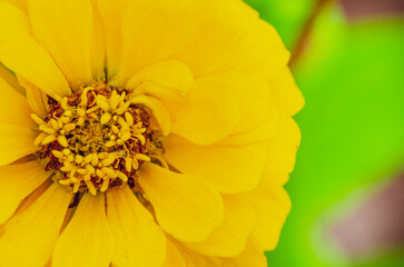 Close up view of Zinnia flower with customizable space for text or ideas. Nature beauty concept.