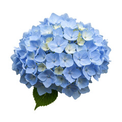 Beautiful blue hydrangea flower close-up isolated on white background with green leaves displayed on transparent background
