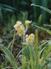 Yellow Primrose with dew drops