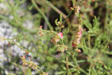 Rumex hastatus or the Arrowleaf Dock