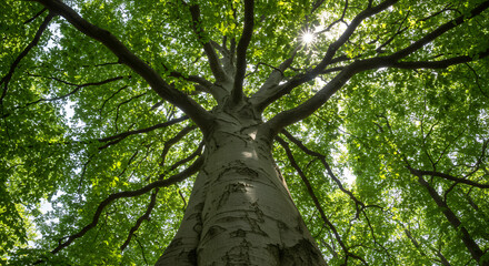 Fototapeta premium Sunlit Majesty: Towering Tree Canopy, Nature's Embrace, Forest Serenity, Green Leaves, Sunlight Burst