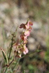 Rumex hastatus or the Arrowleaf Dock