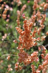 Rumex hastatus or the Arrowleaf Dock