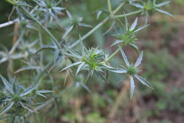 Eryngium amethystinum, amethyst eryngo or the sea holly