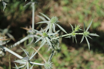 Eryngium amethystinum, amethyst eryngo or the sea holly